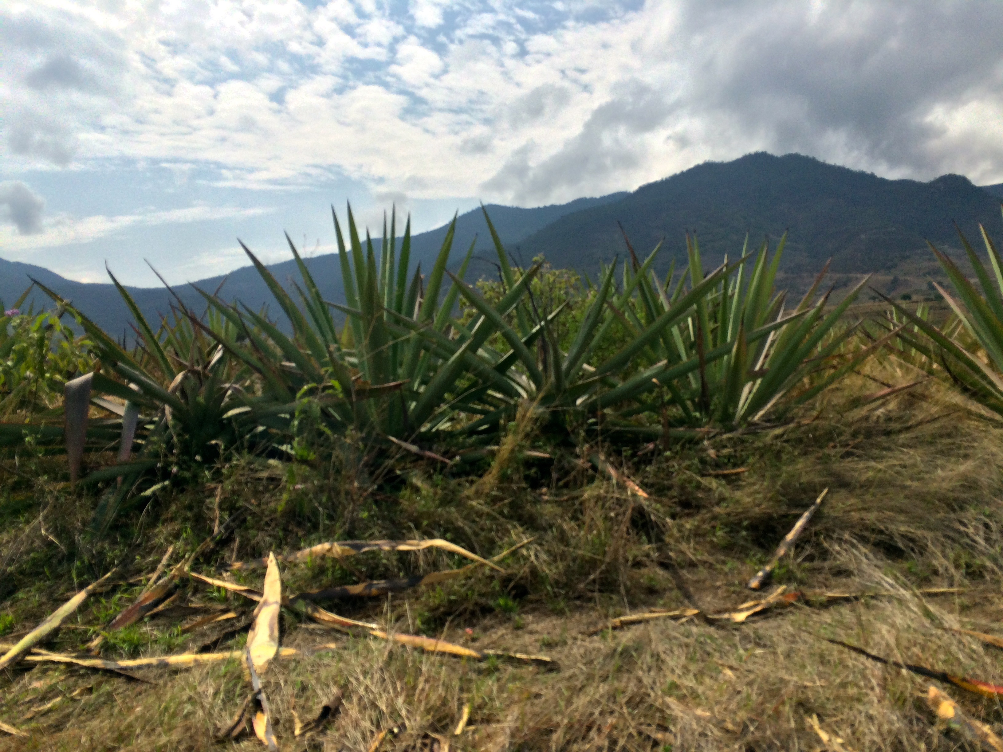 agave cultivation